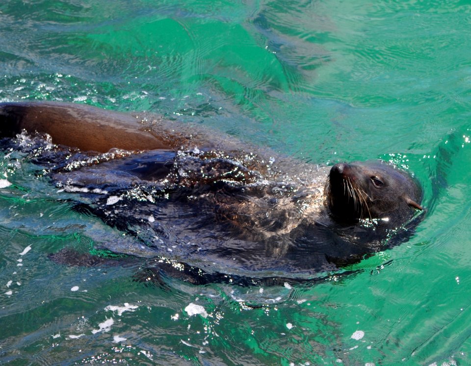 New Zealand fur seal at Narooma