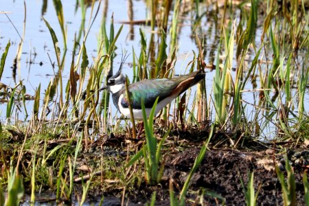 Lapwing. photo