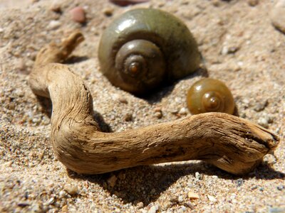 Sand trunk spiral
