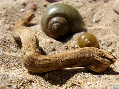 Sand trunk spiral photo