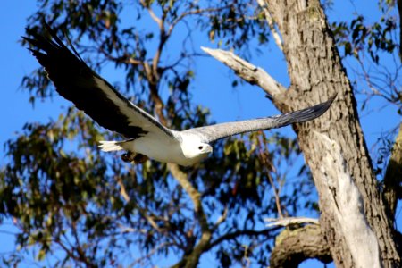 Whit-bellied sea eagle