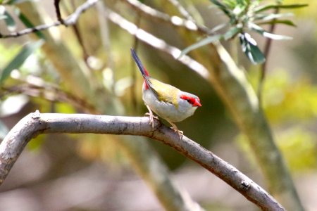 Red-browed finch