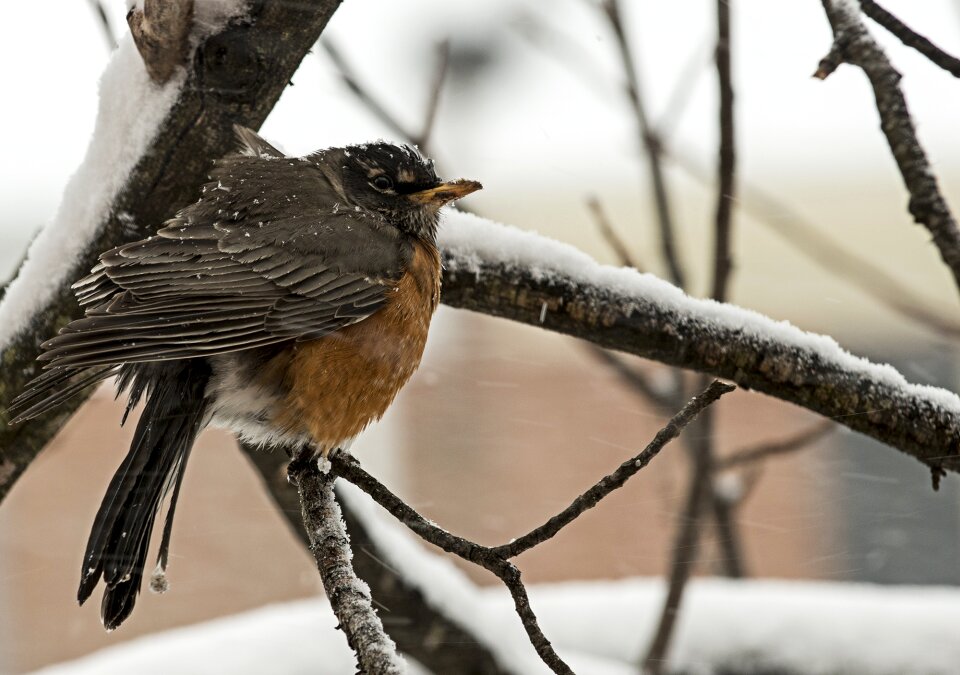 Robin bird northern virginia