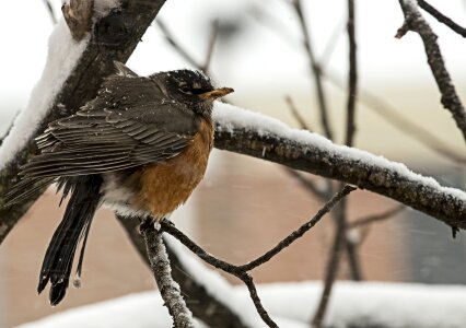 Robin bird northern virginia photo