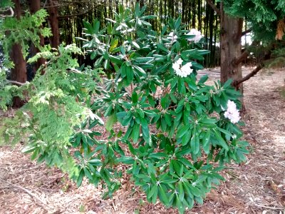 Rhodo R45A form