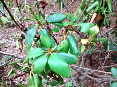 rhodo R5D