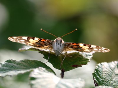 Painted Lady, Vanessa cardui