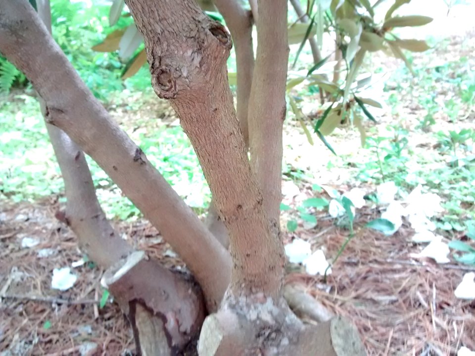 Rhodo R5M trunk