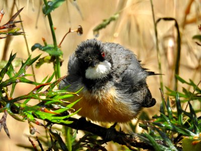 Rufous whistler