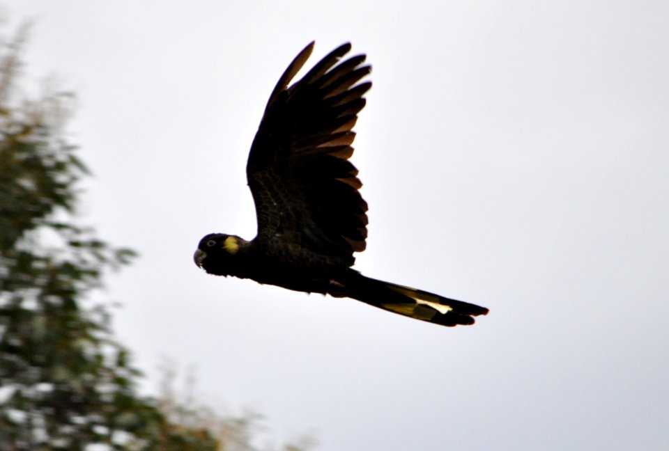 Yellow-tailed black cockatoo in flight