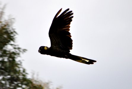 Yellow-tailed black cockatoo in flight