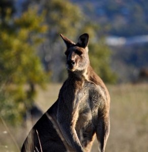 Male eastern grey kangaroo