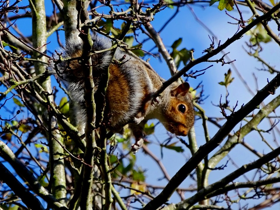 Grey Squirrel photo