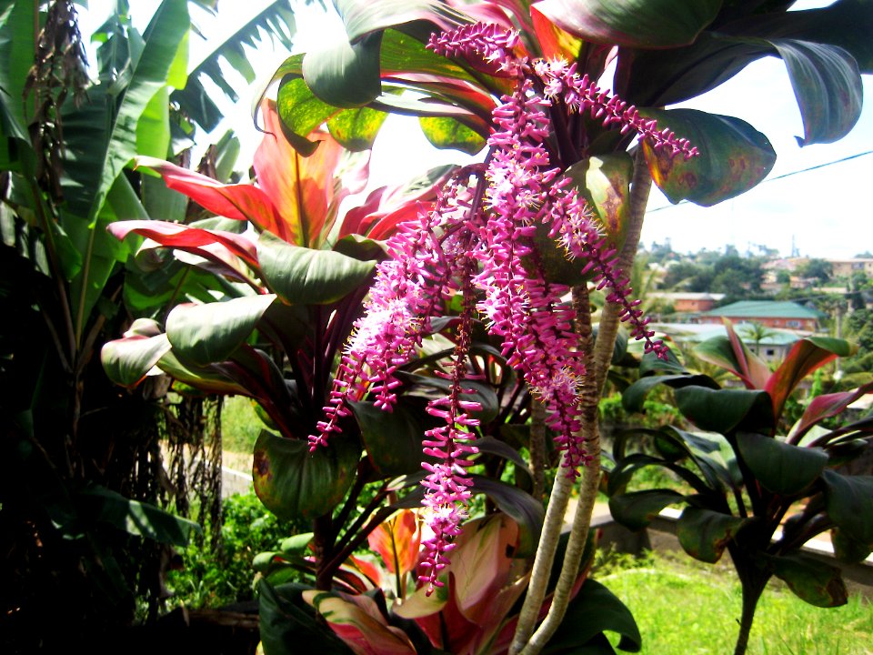 Sangmelima Cameroon