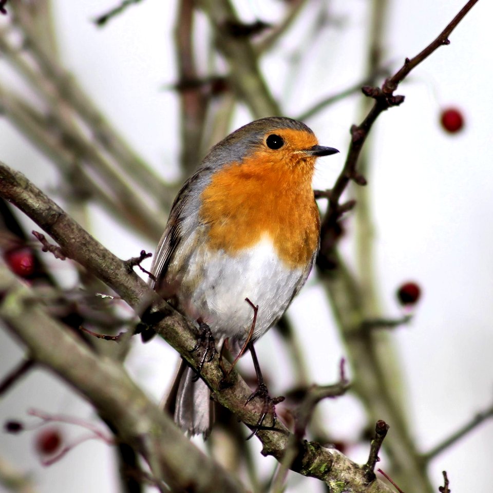 Cheshire Robin. Explored.