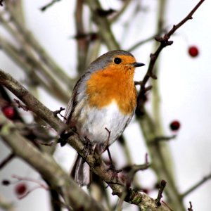 Cheshire Robin. Explored. photo