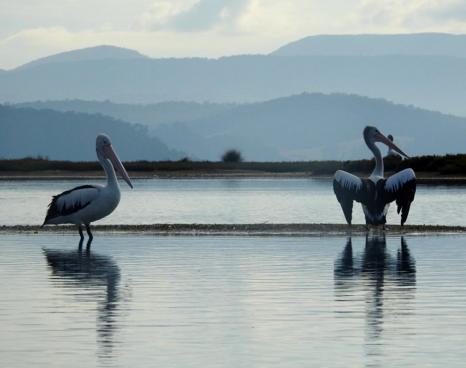 Pelicans in the late afternoon
