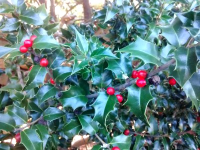 Dragon Lady Ilex x aquipernyi