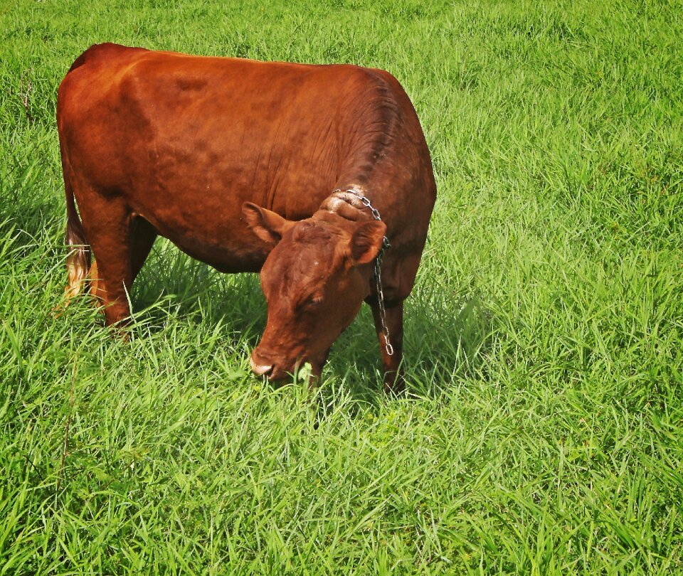 Farm animal agriculture