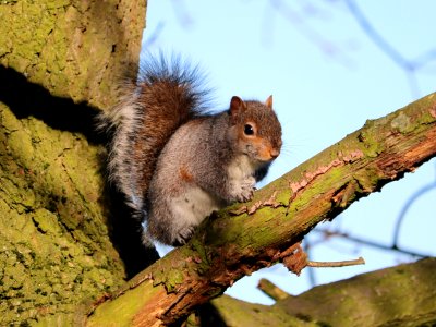 Grey Squirrel photo