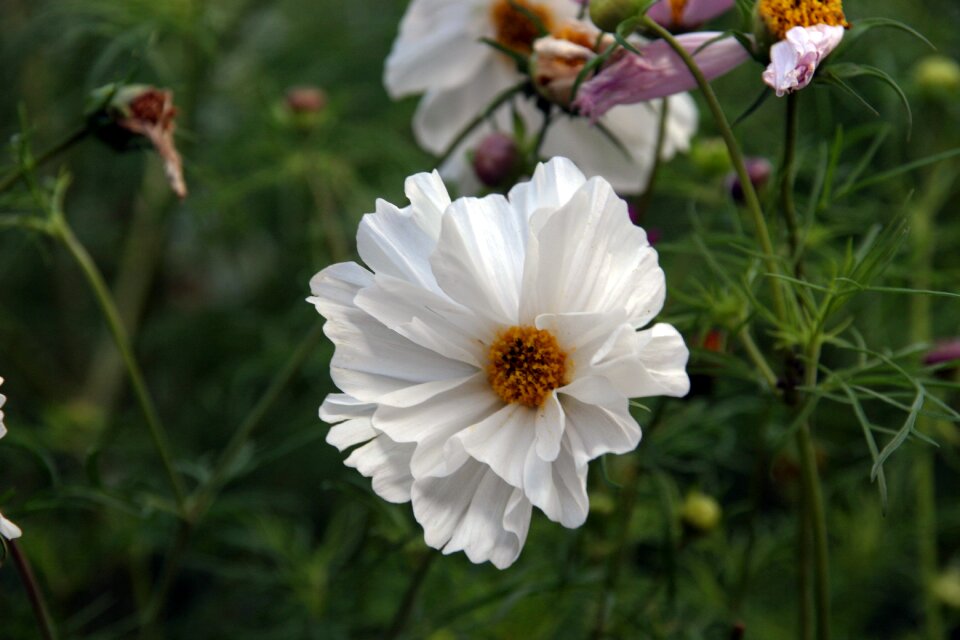 Nature plant floral