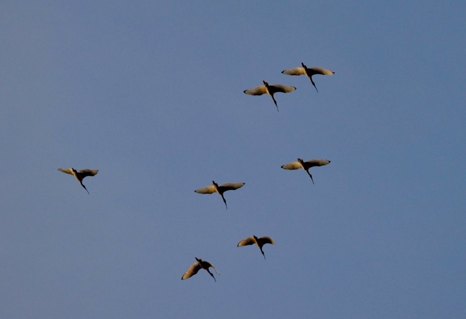 Ibises over Lake Burley Griffin