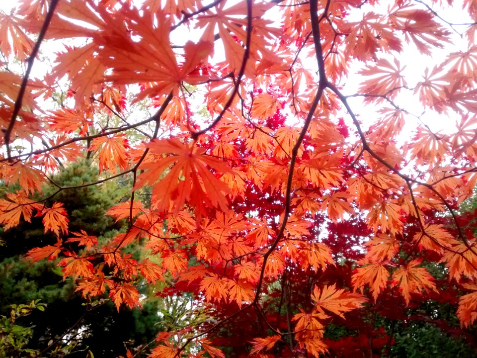 IMG 20151029 164648575