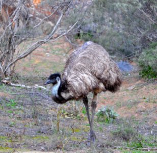 Emu at Arkaroola photo