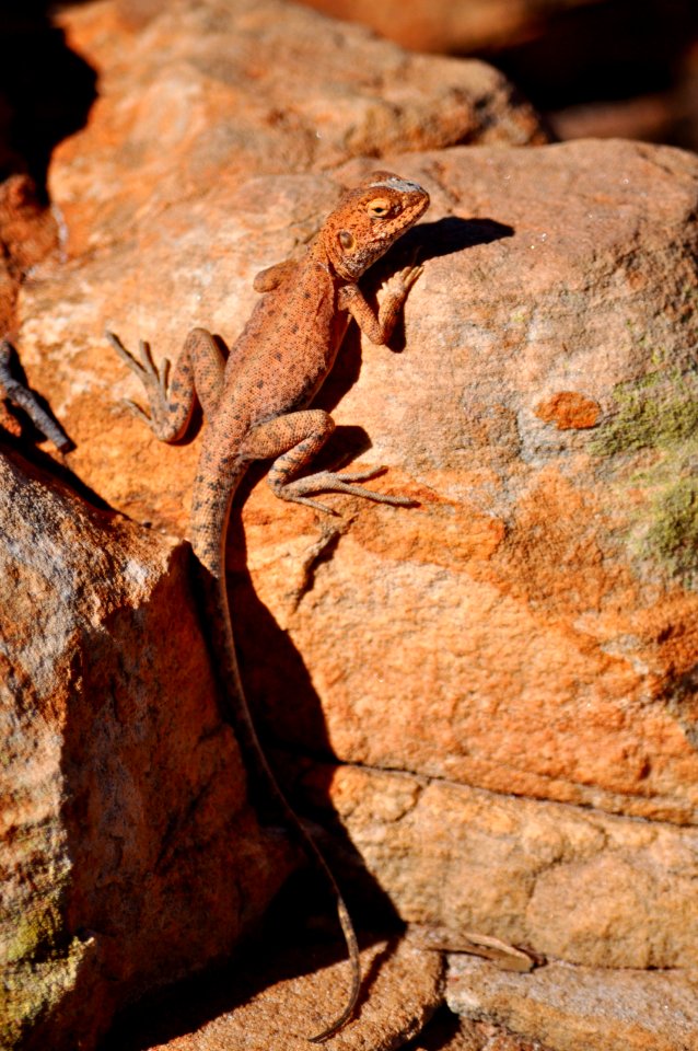 Gecko at Kings Canyon