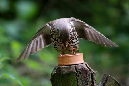 Mistle Thrush photo