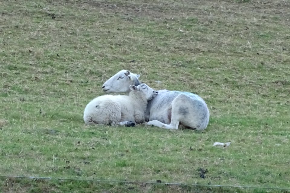 Aaaaahh! Ewe sitting comfortably.