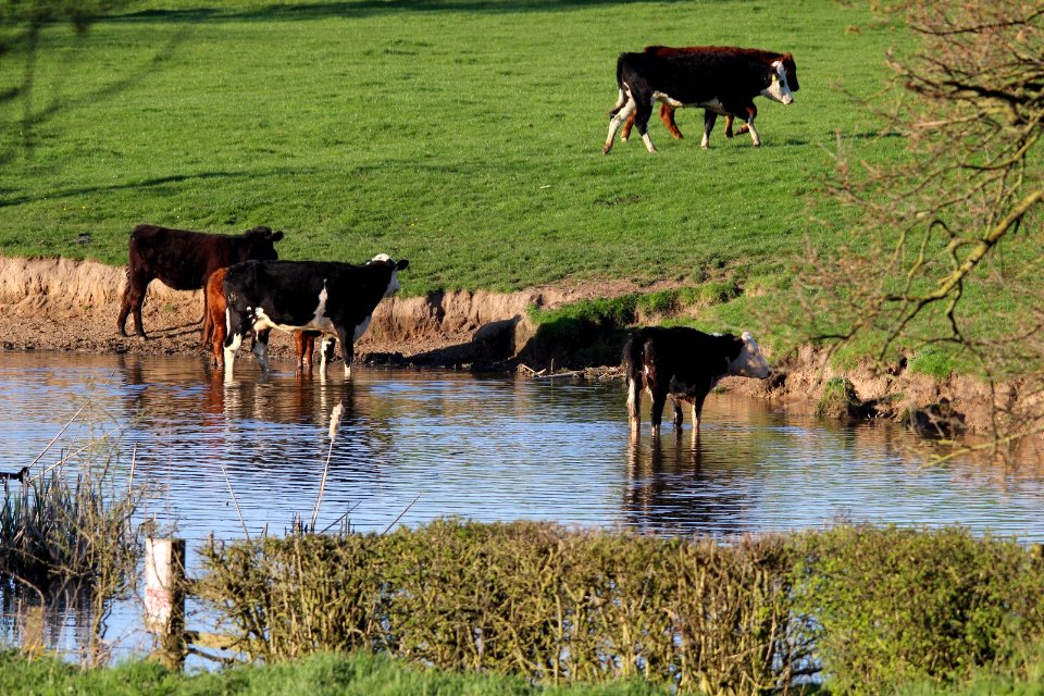 Cattle Cooling their Heels.
