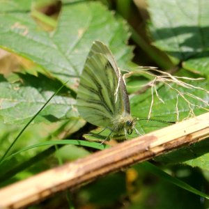 Green-veined White