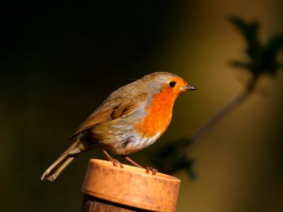 Robin with a Twinkle in its Eye. photo