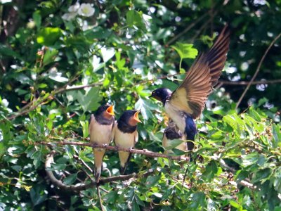 Baby Swallows and Mum. photo