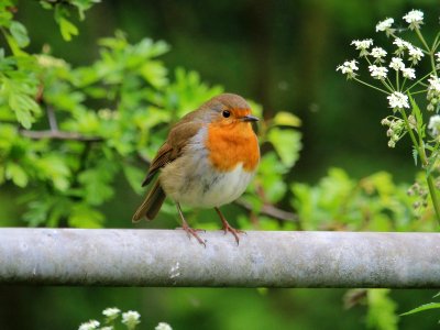 Well fed Robin photo