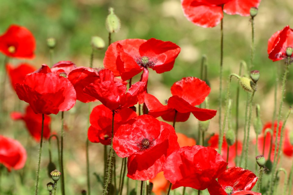 Poppy (Family Papaveraceae: subfamily Papaveroideae)