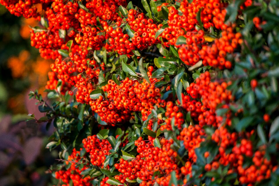 Evergreen ornamental shrub orange