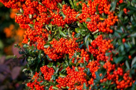 Evergreen ornamental shrub orange photo