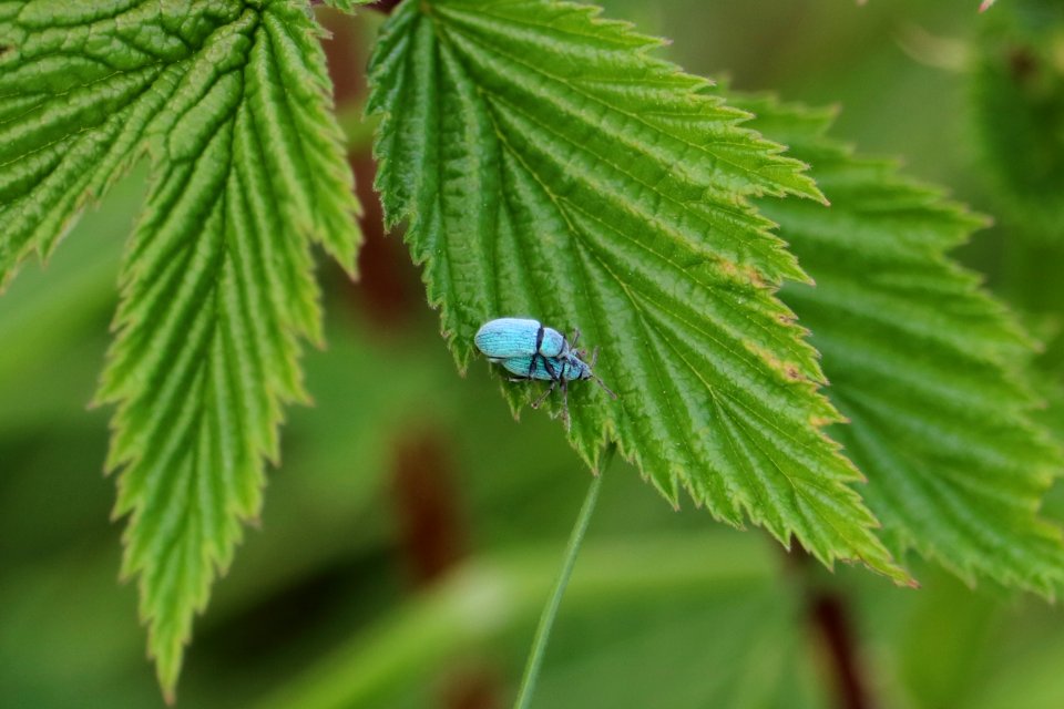 Blue Beetles or Green Weevils?