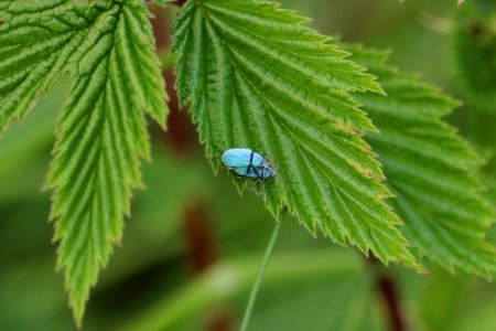 Blue Beetles or Green Weevils?