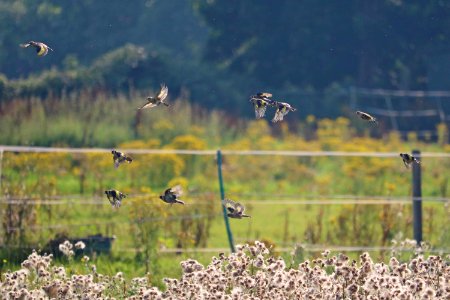 Goldfinch Wing Wednesday