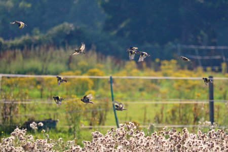 Goldfinch Wing Wednesday photo