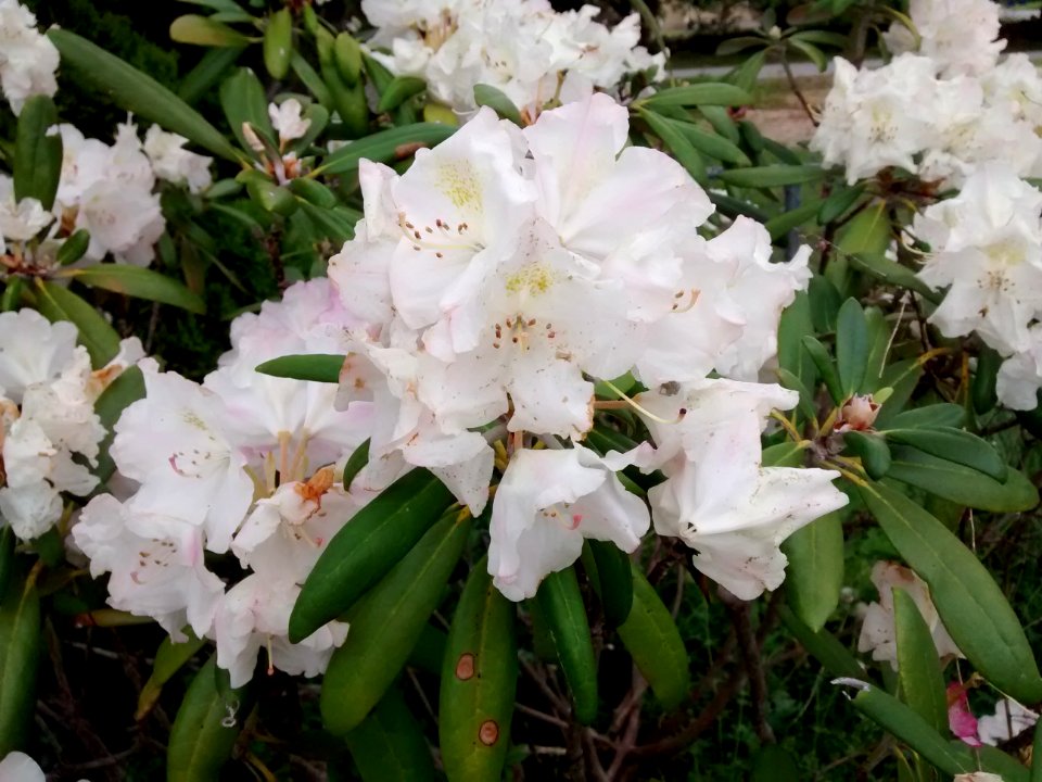 rhodo R47A northwest corner 3