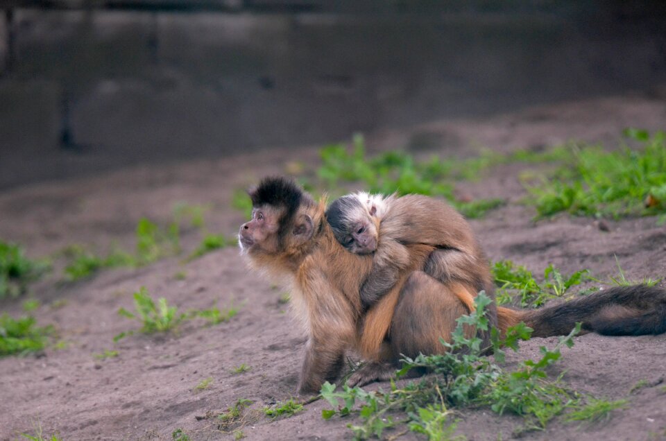 Mother child animal world