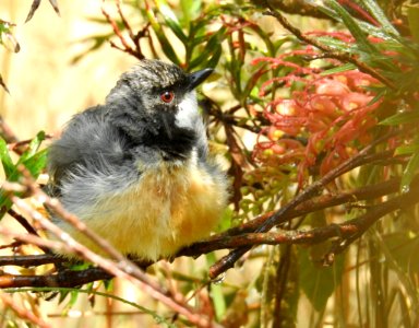 Rufous whistler