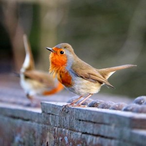 Bokeh Robins photo