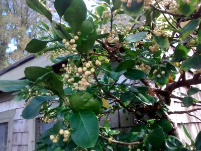 IMG 20151016 135004251