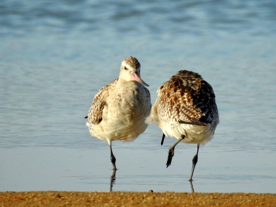 Bar tailed godwits