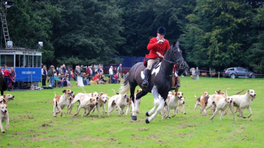 Horse and Hounds. photo